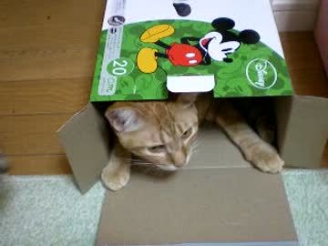 拾いねこ＠生後459/426目part2　可愛くてつい本日2回目のうｐ