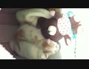 生後約20日 歩き方がおぼつかない子猫