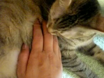 拾いねこ＠生後460/427目　悪い子アコにょん