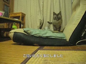 ジャンくんのお留守番は落ち着きが出ました