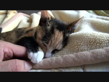 声を失くした猫