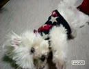 ワンコリリーの一発芸　　Lily cute! Good!.mp4