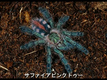 タランチュラを飼ってみた 番外編 【ななこ のご紹介】