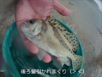 【大人の遠足】山陰ツアー３／３（２日目朝食～釣り・おまけ）