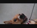 愛犬ナナと暮らしましょう（1年と182日目）～ナデナデ～