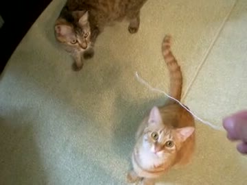 拾いねこ＠生後462/429目　ゴムひもにたかるねこさま