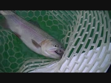 【釣り動画】エリアドロヌマーズ vol.2【ローテンション】