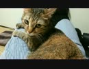 ハイ、落ちません（ドヤァ）