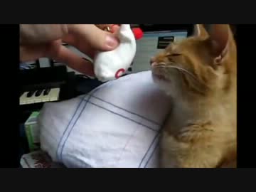 すごい顔をしながら何度も臭いを嗅いでしまう猫