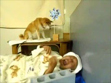 まりとしょうた　子守りをする犬