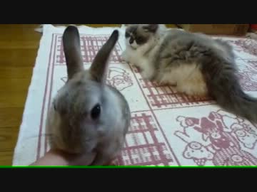 【レオ★ララ】 ウサギにヤキモチ焼いて邪魔する猫