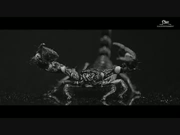 SHINee Everybody_Music Video