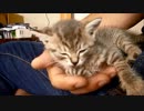 子猫が来た