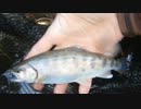渓流釣りがしたくなって・・・2013年９月末編