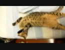 うちの猫の寝相がひどい