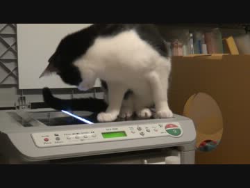 猫がスキャナの邪魔をしてくる