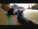 こなすさん、仔猫とまったり。そして･･･