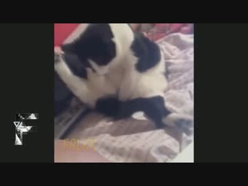 おもしろ猫動画集 3