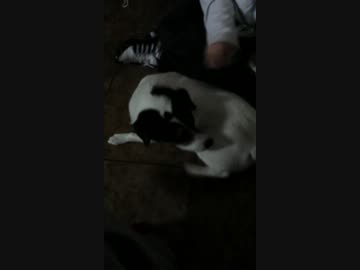 ブラッシングが好きすぎる犬