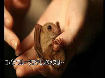 ゆっくり動物雑学「コバナフルーツコウモリのメスは…」