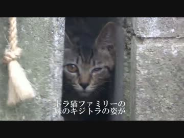 【やや閲覧注意】隙間に潜む野良猫一家