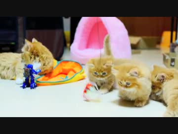 【マンチカンズ】子猫VS格闘ロボ２