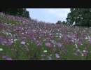 喜多方市三ノ倉高原の花畑コスモス編