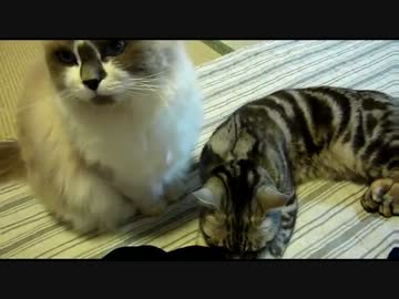 【レオ★ララ】 腕にモミモミ甘えん坊猫