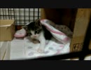 ひかいちと子猫の初対面
