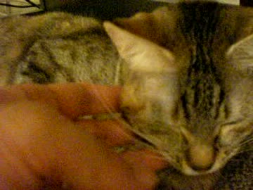 拾いねこ＠生後465/432目　目を瞑ったつきにょんの破壊力は3倍増