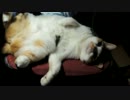 野生を失った猫