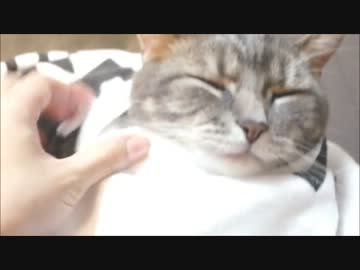 ツンギレのうちの猫の着衣動画を特別公開