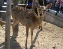 作業用　時間のないあなたに！短い時間でいっぱいＢａｂｅ