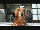 愛犬『ショコラ』の凛々しく威嚇する動画