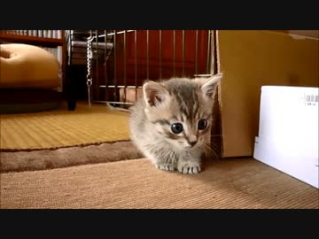 構って欲しいお年頃