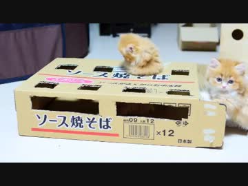 【マンチカンズ】子猫たたき