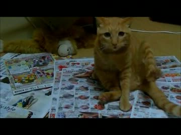 チラシを見せてくれないぬこ