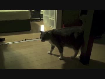 【モアクリ】 深夜のネコバトル