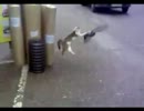 鳩を捕まようとした猫