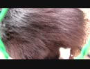 きょうの【蒼民家の猫々】