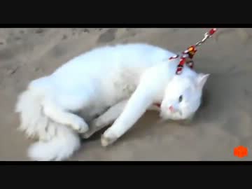 歩けなくなった猫ちゃんと最後の散歩をする飼い主