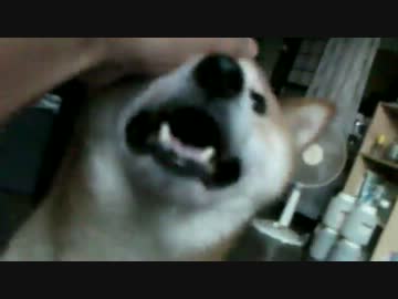 柴犬ジロー　家のわんぱく小僧