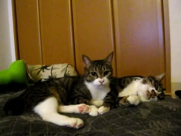 はじめての猫飼い069 ～休日は寝て過ごす～