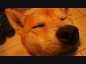 気持ちいい柴犬クッキーさん 1