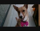 愛犬ナナと暮らしましょう（1年と189日目）～ダメリボン～
