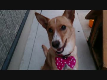 愛犬ナナと暮らしましょう（1年と189日目）～ダメリボン～