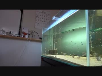 『アクアリウム』　おれの水槽