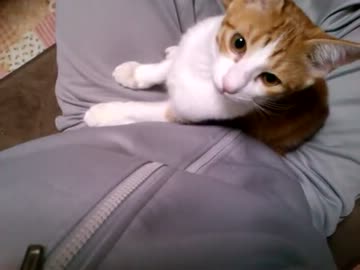 ファスナーを下げる猫