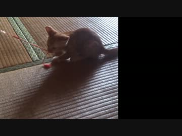 赤ちゃんが生まれたよ(＾･ｪ･＾)