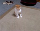 10/17朝の猫達